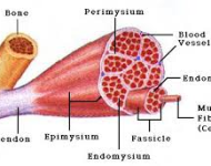 Muscle Physiology – outline notes